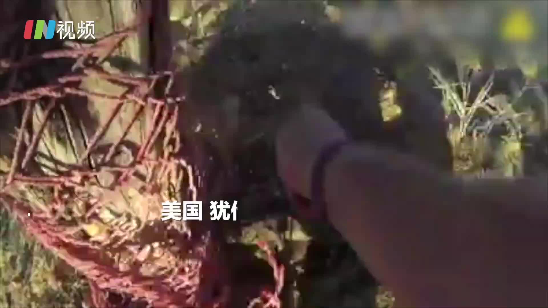 美国警察伸出援手 小鹿被救后反冲向好心人