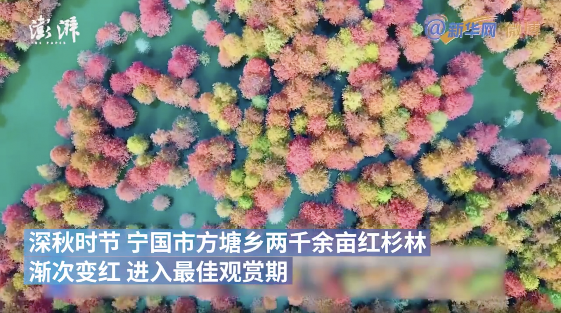 航拍皖南红杉林：秋叶渐次变色如油画