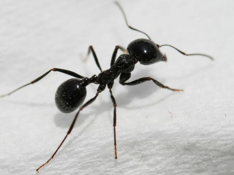 可怕！进境快件夹藏282只活体蚂蚁