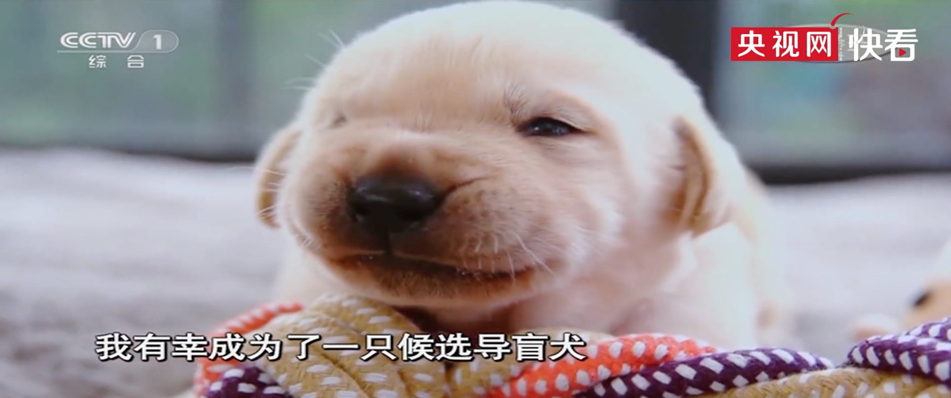 成为一只导盲犬有多难