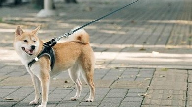 深圳出台管理规定规范养犬，外出遛狗绳长不得超过2米