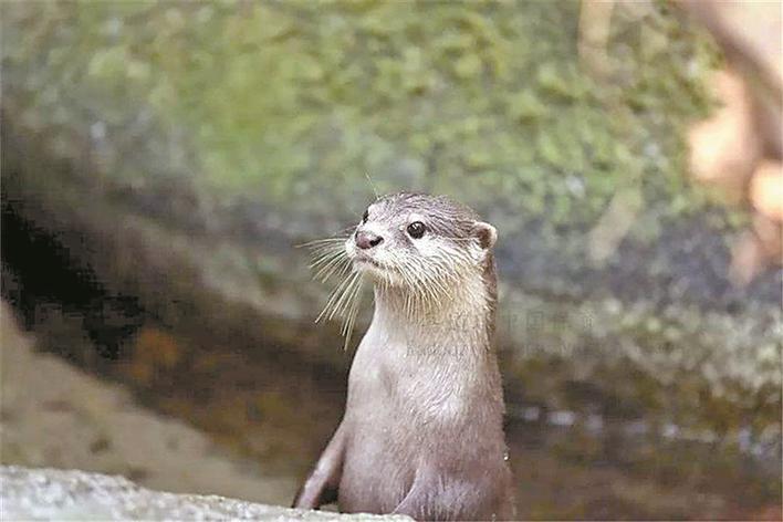 （福田）珍稀物种欧亚水獭再现福田红树林