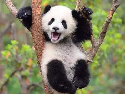 成都大熊猫繁育研究基地发声明：警惕相关义工招募虚假信息