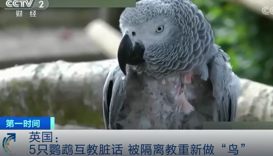 5只鹦鹉竟互教脏话骂游客，已被隔离重新做“鸟”