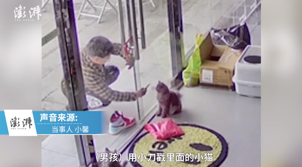 店铺内小猫遭过路男孩虐打，店主要求家长书面道歉被拒