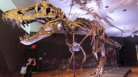 全球最大霸王龙化石之一拍出1.87亿“天价”