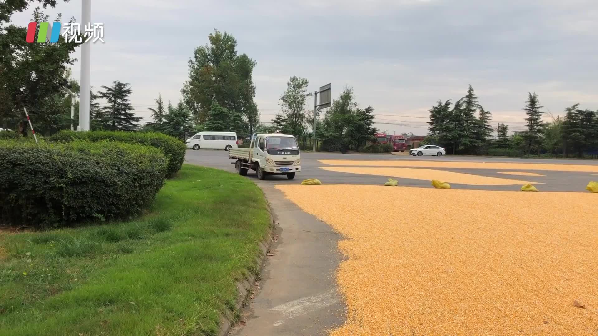 危险！农户占道晒粮 马路成“黄金大道”