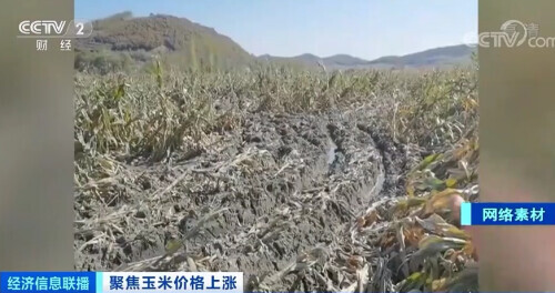 玉米价格每吨涨千元！专家：灾情并非主因...