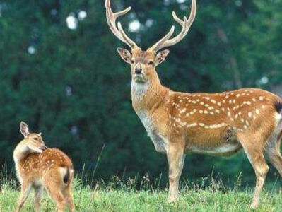 梅花鹿马鹿等被剔除出国家畜禽遗传资源目录?农业农村部回应