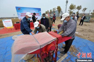 中国十万亩海水稻完成产量测评，平均亩产超千斤