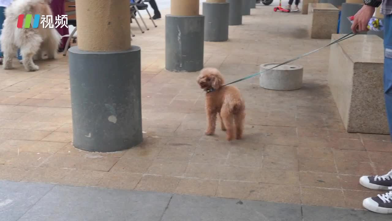 遛狗绳不得超过2米！深圳市养犬管理规定11月1日起实施