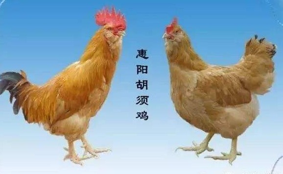 惠州市惠阳胡须鸡带着“身份证”走江湖
