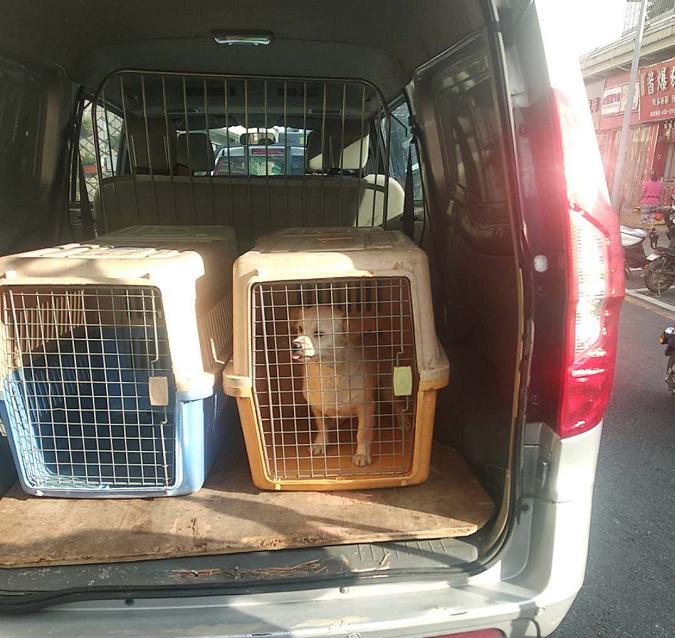 消除安全隐患，新安执法队开展流浪犬收治行动  