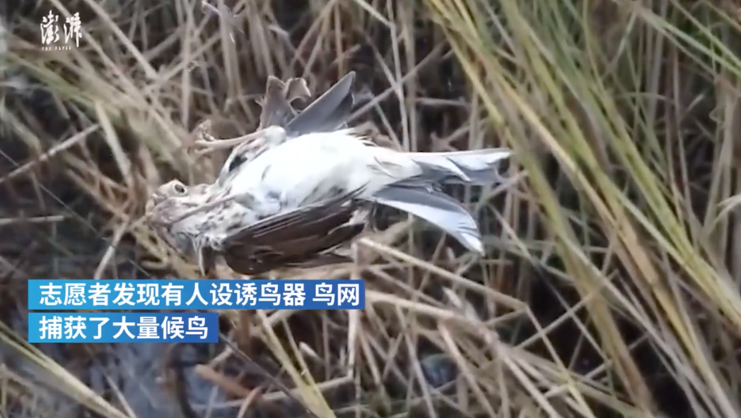 河北唐山再现鸟网捕鸟，警方：案件已受理，正调查