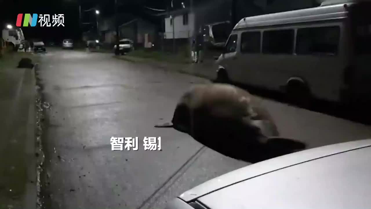 智利街头惊现巨型象海豹，居民合作数小时将其送回大海