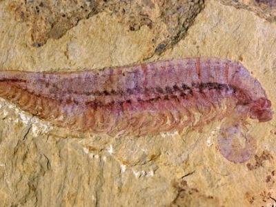 我国学者发现5亿多年前“四不像”动物——麒麟虾