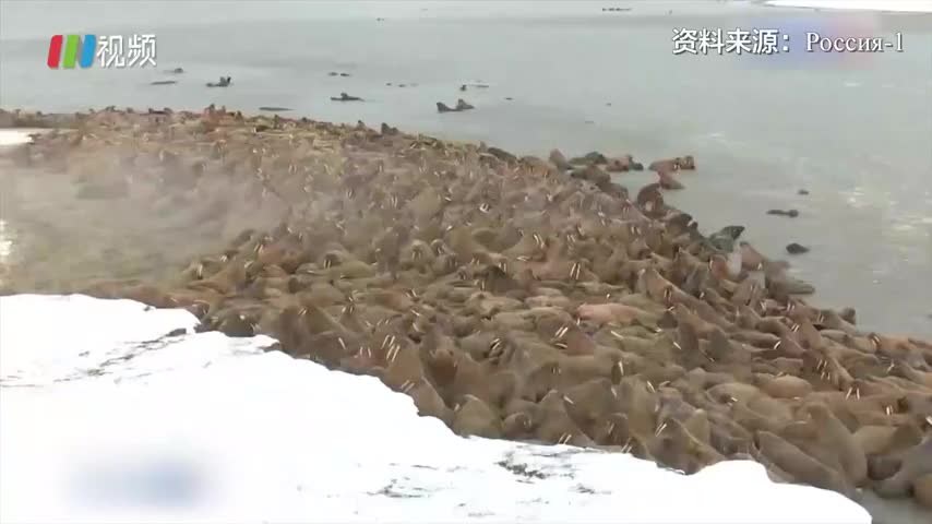 俄罗斯北极海岸海象激增，濒危物种数量突然翻倍