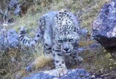 四川格聂神山首次发现国家一级保护动物雪豹
