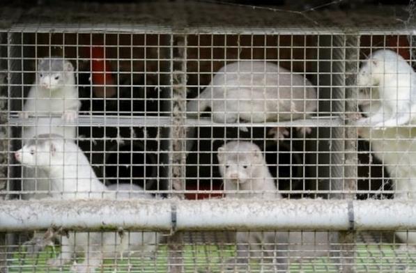 丹麦政府叫停大规模水貂捕杀计划，已宰杀约250万只