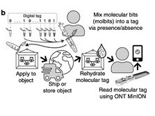 生物技术新突破：“豪猪”分子标记系统可追踪微小物体