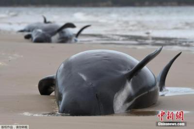 新西兰发生大规模搁浅事件，约100头领航鲸和海豚搁浅死亡