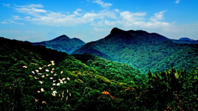 广州林业碳普惠项目入选自然资源部十大典型案例