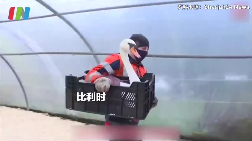为预防禽流感，比利时将120多只天鹅单独成盒搬走隔离