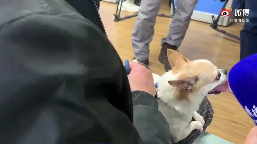 遛狗不牵绳拍到要罚款，上海虹口智能侦别系统上线