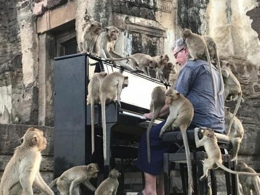 罕见！英国钢琴家举办演奏会 听众是数百只猴子