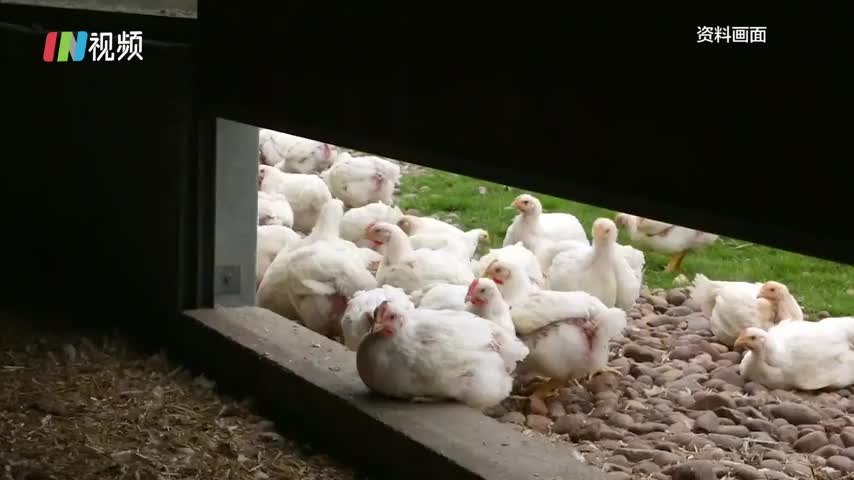 英格兰北部农场爆发禽流感，上万只鸡被屠杀