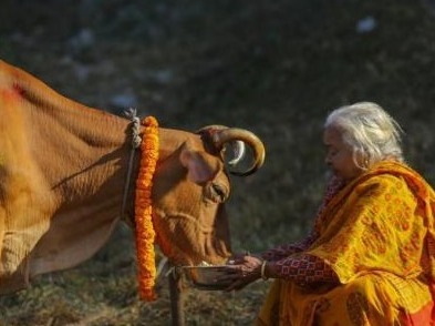 尼泊尔民众给牛过灯节
