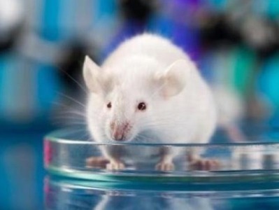 基因编辑疗法或使癌细胞永久失活，大幅提高实验小鼠存活率