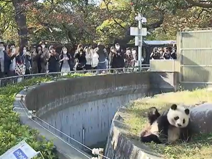 旅日20年大熊猫“旦旦”将回中国，日本发售主题邮票集