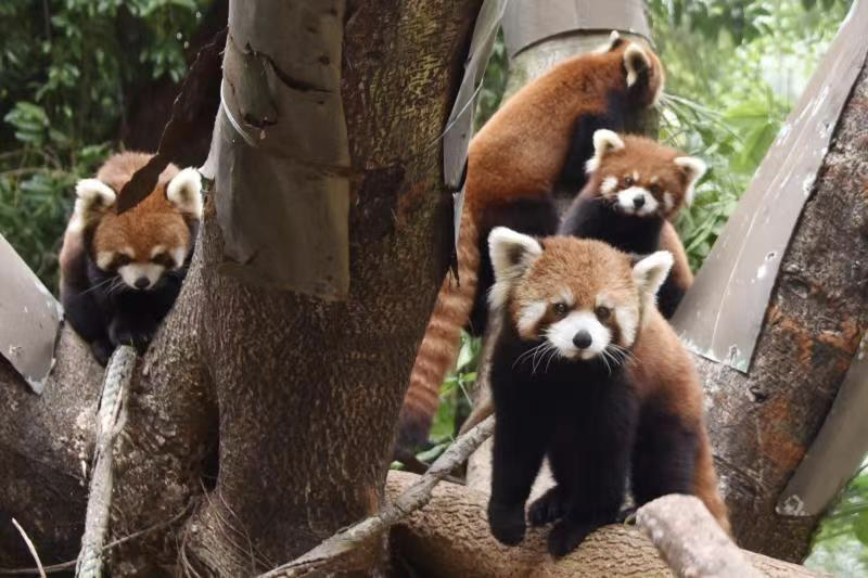 这也太萌了吧！四只小熊猫安家深圳