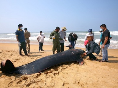 斯里兰卡成功拯救100多头搁浅鲸