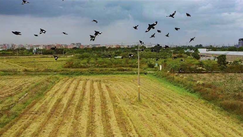 满地尽是金黄谷！广州白云区近200亩晚稻迎丰收