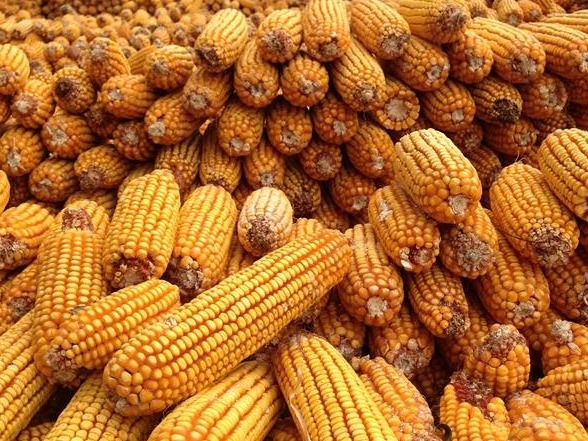 粮食进口增加了？专家：适度进口是保障国家粮食安全的重要手段  