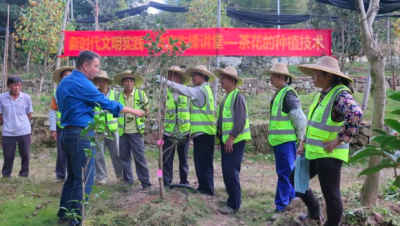在广州海拔最高自然村，专家教你种茶花