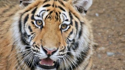 东北虎豹国家公园试点区拍到野生东北虎，表明种群向内陆扩散