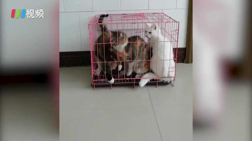 现在的小猫都身怀绝技了吗？网友称：眼睛信了，脑袋不信