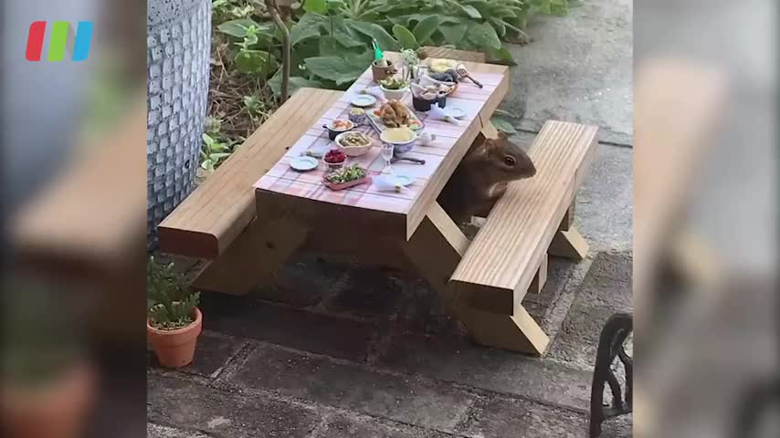 羡慕鼠子！美国女子开花栗鼠餐厅