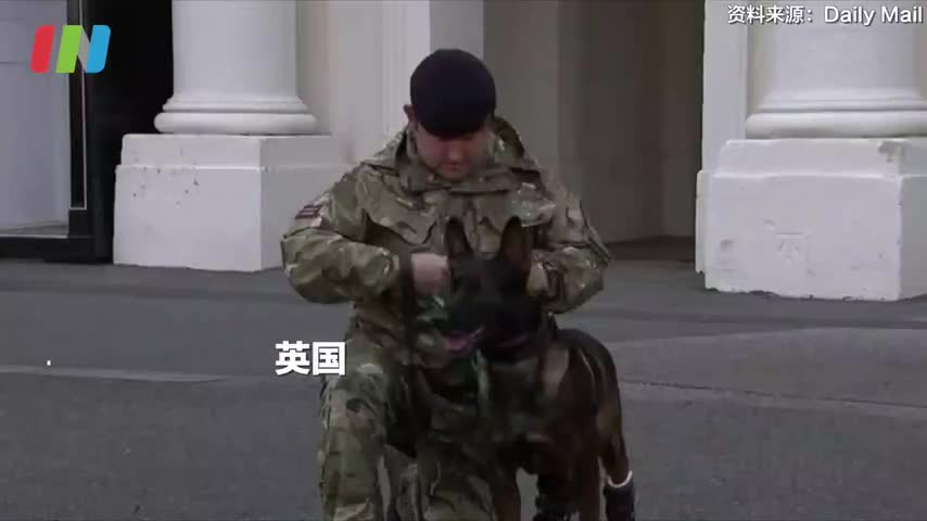 英国为残疾军犬授勋 曾与基地组织英勇作战失去后腿