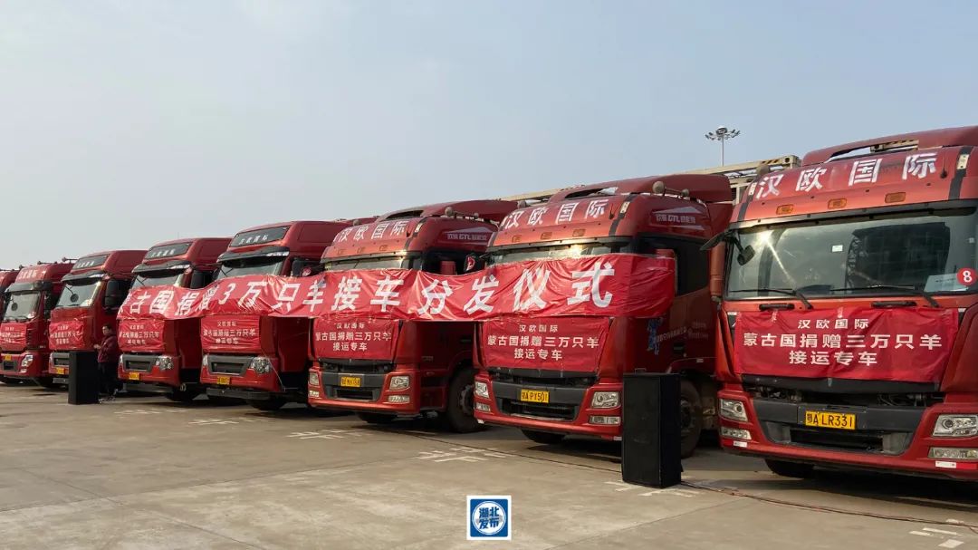 蒙古国捐赠首批11267只羊运抵武汉，所有捐赠羊不得流入市场