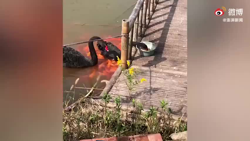黑天鹅衔食喂锦鲤，网友：万物有灵