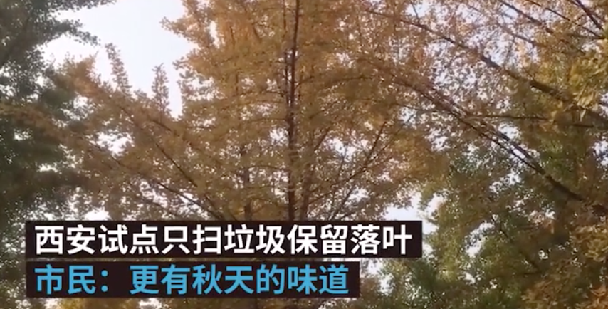 秋的味道！西安高新区试点只扫垃圾保留落叶