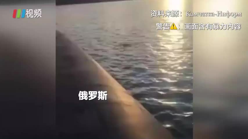 熊妈熊宝爬上核潜艇看斜阳，下一秒惨被射杀