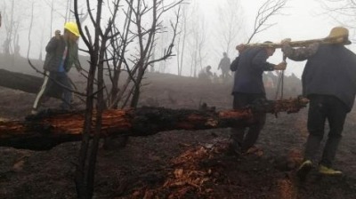 四川西昌发布泸山火灾倒腐木处置公告，但严禁跨省利用
