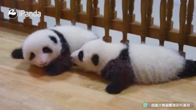 “醒醒，陪我玩嘛！”熊猫宝宝有多柔软？