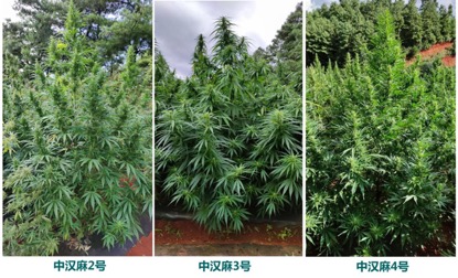 中国农科院麻类所选育的3个工业大麻新品种达到国内领先水平