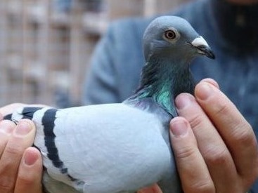 1030万元！比利时一只鸽子拍出天价